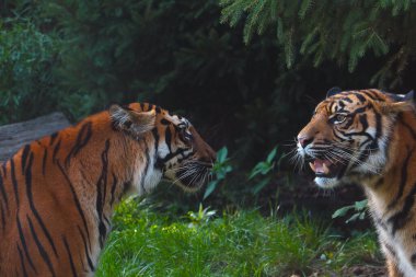 Parktaki iki güzel kaplan. Bir kaplanın açık ağzı. Büyük dişler. Saldırganlık. Kedi familyasından etobur bir memeli türü.