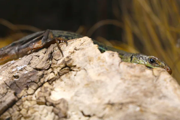Selective Focus Lizard Lies Trunk Tree — Stok fotoğraf