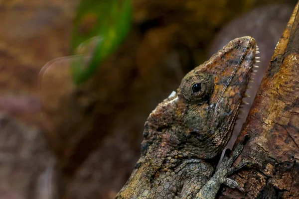 Bir kertenkele bir ağacın gövdesinde oturur. Arka planda vahşi yaşam