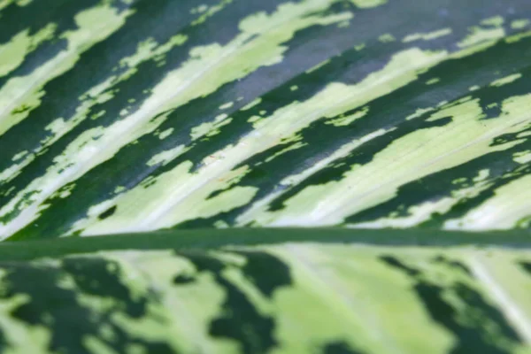 Selective Focus Green Leaf Tropical Plant Background — Photo