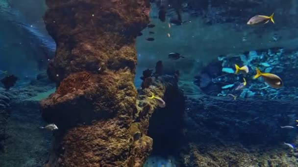 Underwater photography of swimming fish. Seascape of a coral garden. Coral reef underwater scene. Tropical underwater marine fish. — Vídeo de stock