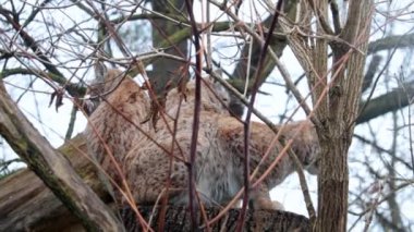 Wild animal, medium sized cat. View of lynxes that sit on a tree in the forest in the wild. Wild Eurasian lynx