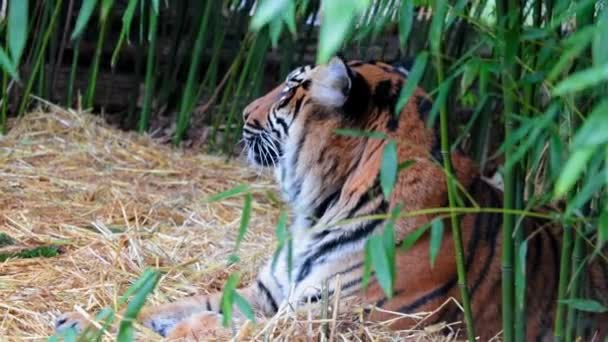 Close-up on a lying tiger in the green. Wild nature. Predatory animal of the cat family in the desert. Striped dangerous hunter in a wild forest. — стоковое видео