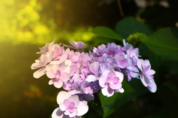Soft Light Falls Flowering Hydrangea Bush Garden — Stock fotografie
