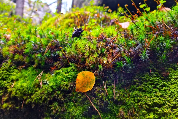 Primer Plano Del Musgo Verde Amarillo Bosque — Foto de Stock