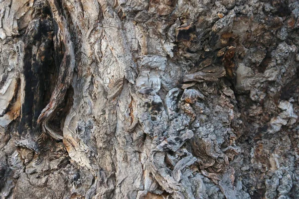 Γκρίζα Υφή Του Φλοιού Ενός Παλιού Δέντρου Στο Δάσος Φόντο — Φωτογραφία Αρχείου