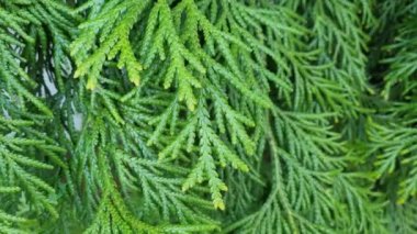 Green thuja branch in the garden. Young branch of juniper in the park in spring or summer. Nature background