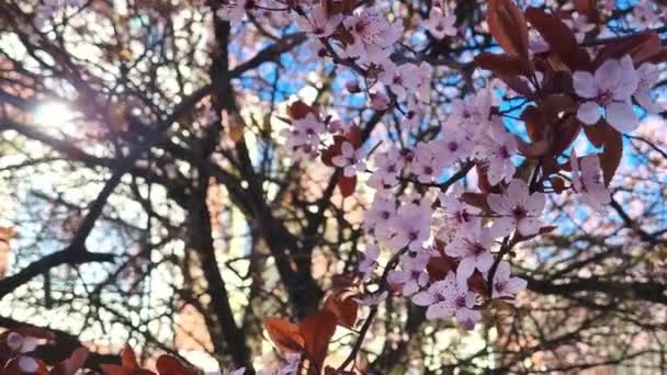 Beautiful Cherry Blossom Branch Garden Spring — Vídeo de Stock