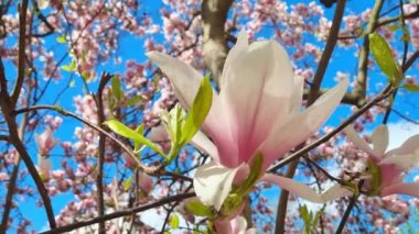 Rododendron 'un çiçek açan dalları. Baharda mavi gökyüzüne karşı çiçek açan doğanın arka planı