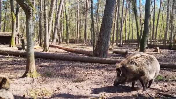 野猪或野猪 欧亚野猪 野猪在森林里散步 有长毛动物的野生动物 — 图库视频影像