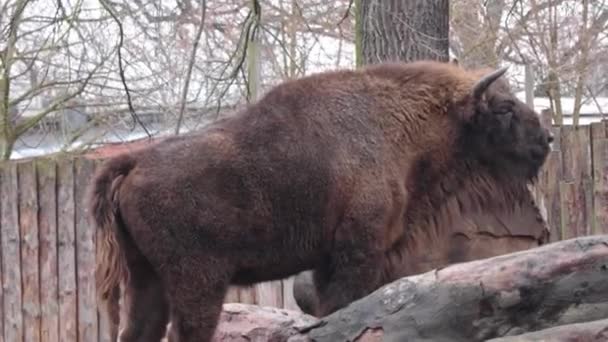 Close Large Bison Cold Autumn Animal Park Wild Nature — Video