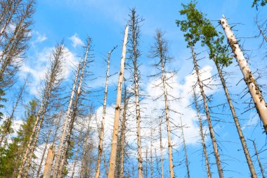 Gökyüzüne karşı ormandaki ağaçların dipten görünüşü