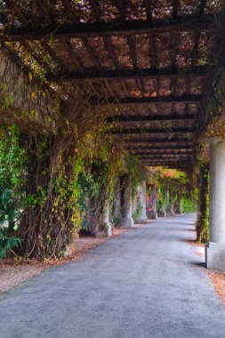 Bitkiler parktaki beton yapıya örülmüş.