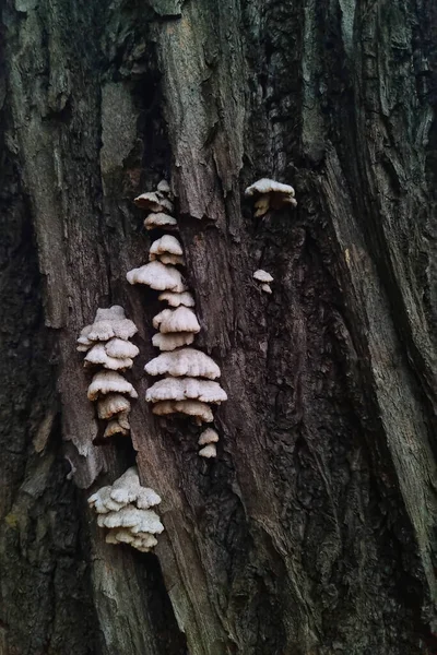 Mushrooms Grow Trunk Tree Forest — Foto de Stock