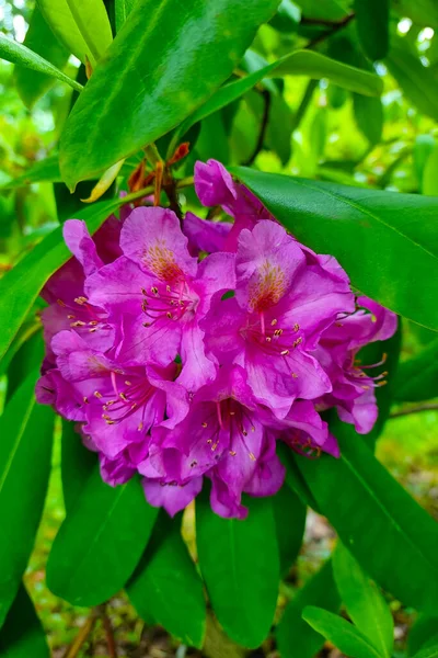 Hermoso Brote Rododendro Floreciente Jardín Primavera —  Fotos de Stock