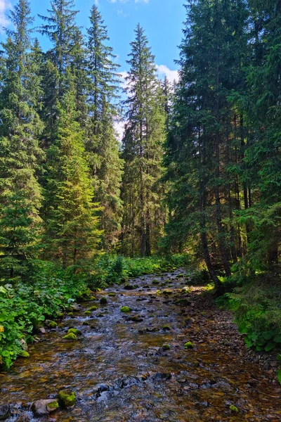 Small Mountain River Flows Rocks Forest — Zdjęcie stockowe