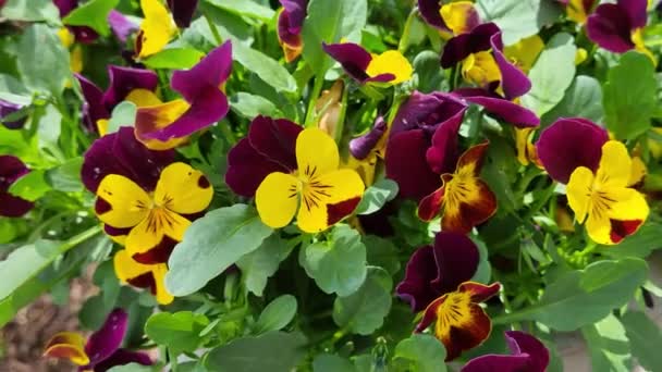Purple Yellow White Tricolor Pansies Bloom Flower Bed Garden Blooming — Stock Video