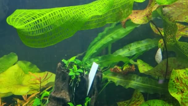 Подводная Стрельба Зелеными Водорослями Аквариуме — стоковое видео