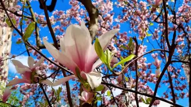 Spring Background Flowering Branch Rhododendron Park Spring Background Nature — Vídeo de Stock