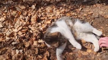 The cat lies on its back and stretches. The human hand tickles the paws of the animal. Beautiful, kind and affectionate cat. The lifestyle of pets as family members. The cat lies in yellow leaves in the garden or park. 