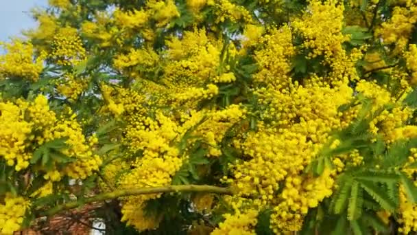 Blooming Yellow Branch Mimosa Park Garden Spring — Video Stock