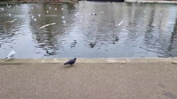 Pigeons Gulls Walk Shore Lake River — стоковое видео