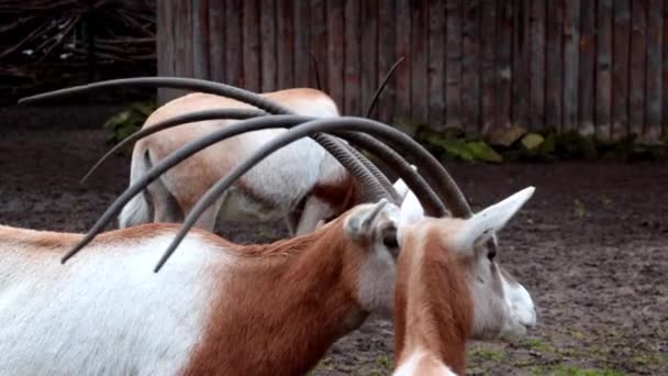 Close Antelopes Big Horns Park — Stock Video