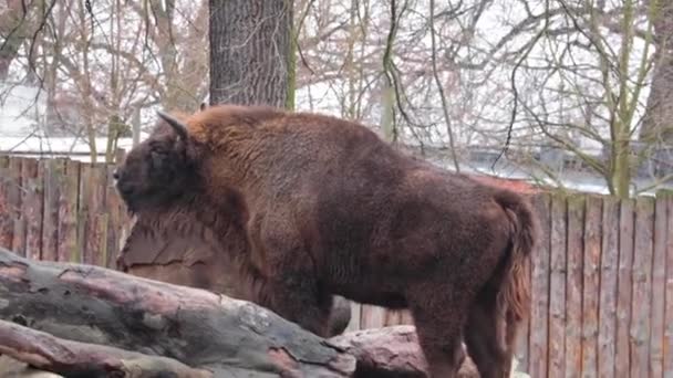 Close Big Bison European Bison — Stockvideo