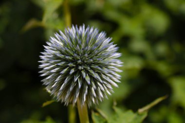 İlkbaharda parktaki Echinops sphaerocephalus manzarası