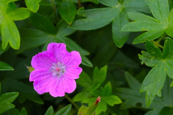 View Blooming Purple Flower Meadow Summer — Fotografia de Stock