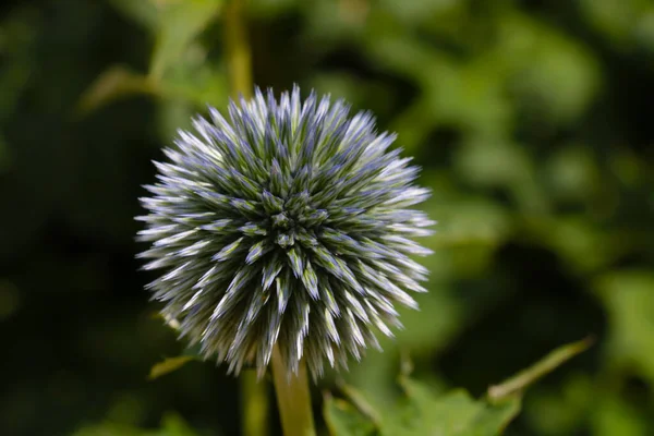 İlkbaharda parktaki Echinops sphaerocephalus manzarası
