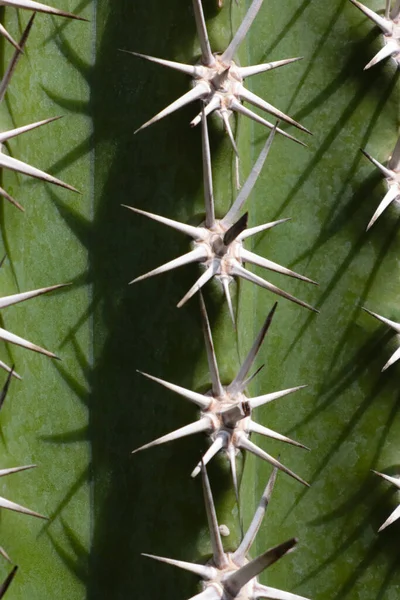 Close Green Cactus Large Needles — Stock Fotó