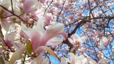 Mavi gökyüzüne karşı açelya ya da rhododendron çiçekli bir dal