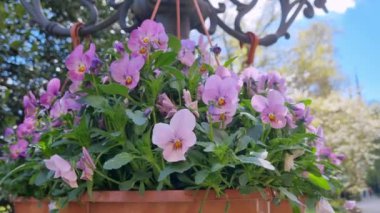 Parktaki bir saksıda çiçek açan güzel çiçekler.