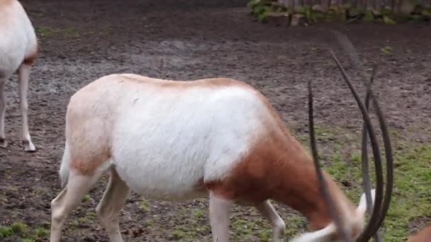 Vue Deux Antilopes Combat Avec Grandes Cornes Longues Nature Sauvage — Video