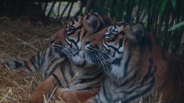 Primer Plano Dos Tigres Mentirosos Hermosa Linda Pareja Naturaleza Salvaje — Vídeos de Stock