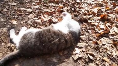 Kedi yerde yatıyor ve sağa sola savrulup duruyor. Ev hayvanları. Sevecen kedi.