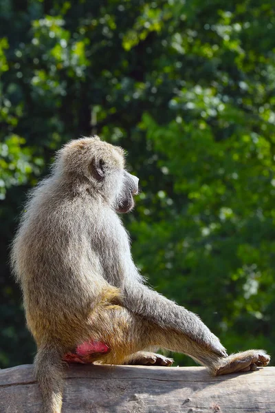 Macaque Siedzi Drzewie Lesie — Zdjęcie stockowe