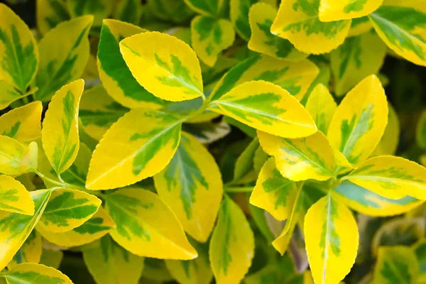 Prachtige Gele Groene Bladeren Van Een Kamerplant Achtergrond — Stockfoto