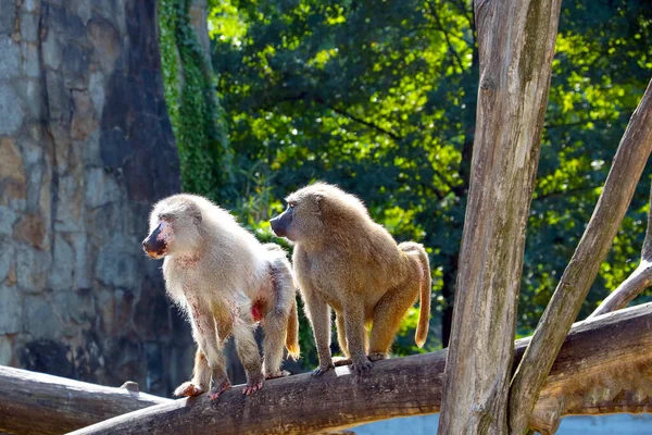 Primer Plano Babuinos Árbol — Foto de Stock