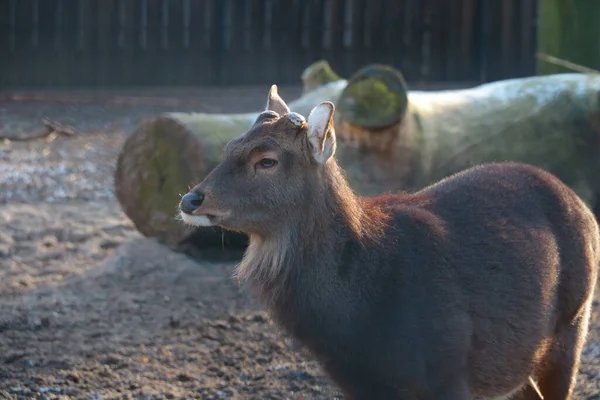 森の中の野生の鹿の眺め 動物性哺乳類の家族 — ストック写真