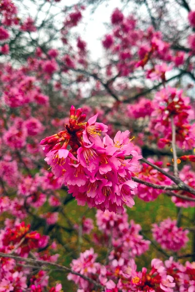 春天的花园里 枝条绽放着嫩绿的花朵 — 图库照片