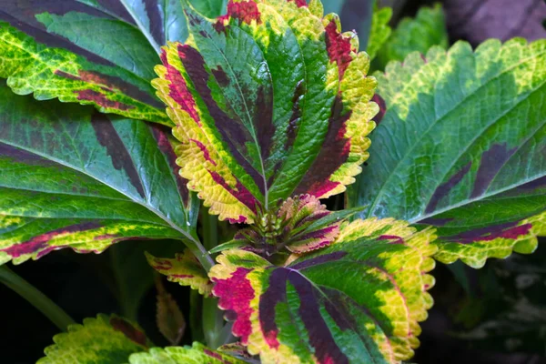 Las Hojas Multicolores Planta Salón Fondo Textura Vegetación —  Fotos de Stock