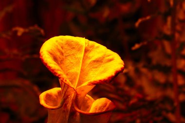 Sarı çelenklere, çiçeklere yakın çekim