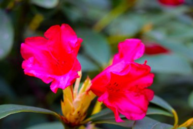 İlkbaharda parktaki çiçek açan bir rhododendron dalının yakın çekimi