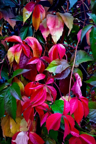 Rotgrüne Blätter Herbst Park Hintergrund Laub — Stockfoto