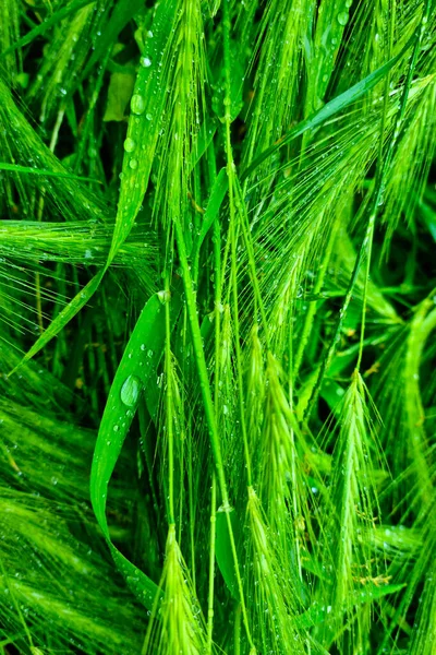 Orelhas Verdes Trigo Cevada Com Gotas Após Chuva — Fotografia de Stock