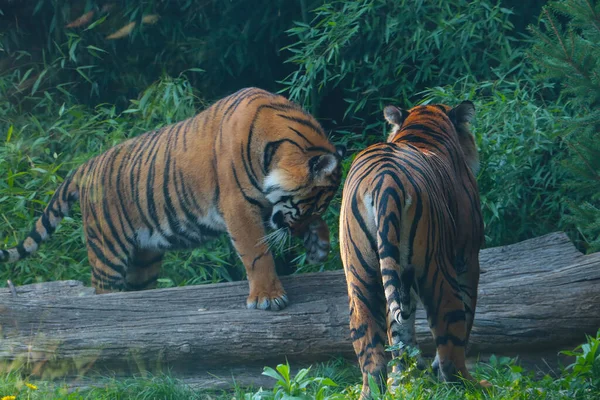 Вид Двух Тигров Дикой Природе Хищная Кошка — стоковое фото