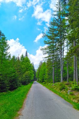 Yeşil orman boyunca yürümek için güzel bir yol.