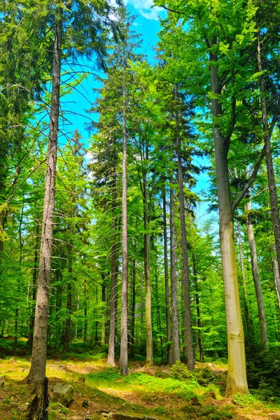 Yazın Genç Yeşil Ormanın Manzarası — Stok fotoğraf